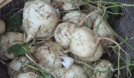 吃大土瓜 咯,探寻民间美食的独特魅力