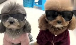 乖乖崽吃瓜,揭秘娱乐圈幕后故事