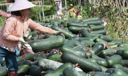 夏至吃瓜的图片,传统习俗中的夏日清凉时光