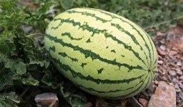 5毛吃瓜,揭秘网络热议背后的真相与笑料