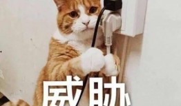 吃大瓜表情,揭秘“吃大瓜”表情背后的网络文化现象