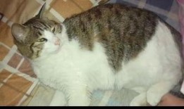 猫咪吃瓜有危险,宠物安全饮食指南