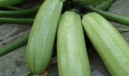 西芹菜能和蒲瓜一起吃吗,能否同食？