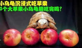 沉浸式吃小蜜瓜,尽享夏日甜蜜时光