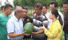 吃瓜加州博士,揭秘加州美食与生活方式的奥秘