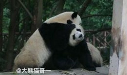 吃瓜小熊是啥,网络红人的崛起与影响力