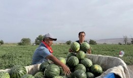 吃瓜山下湖,探寻湖光山色中的美食故事