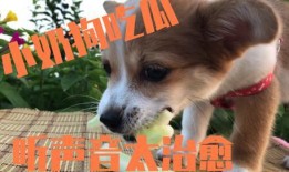 狗貉吃瓜么,揭秘动物界的“吃瓜”现象