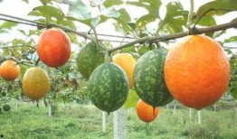 吃吊瓜血压升高吗,揭秘吊瓜对血压的影响