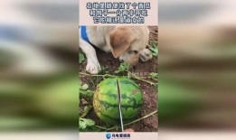 狗瓜怎么吃的,解锁美味新体验