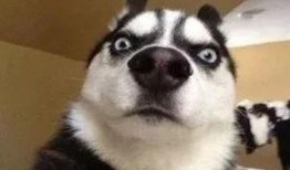 佛系吃瓜派,揭秘当代“佛系”吃瓜文化