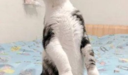 猫咪吃瓜有危险,宠物安全饮食指南