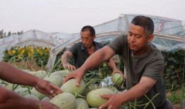 邢台留村吃瓜,夏日炎炎，瓜果飘香，体验乡村田园生活