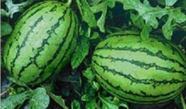 警惕网络吃瓜风气,共建清朗网络空间