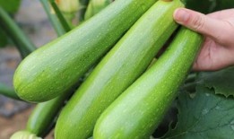 果老 扒皮 吃瓜,揭秘娱乐圈吃瓜背后的真相