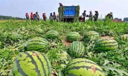 河北翻窗吃瓜,一场别开生面的夏日风情