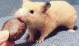 仓鼠吃兰瓜,探寻仓鼠饮食新风尚