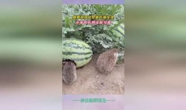 刺猬吃瓜像什么声母,揭秘瓜果间的奇妙声母之谜