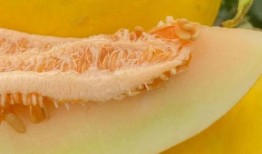 蜜瓜孩子可以吃吗,孩子可以放心食用的夏日美味