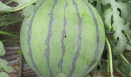 河北翻窗吃瓜,一场别开生面的夏日风情