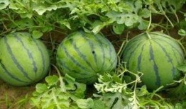 孕妇吃梨瓜吗,营养健康两不误