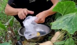 广西老婆摘瓜吃,一场别开生面的田园生活体验