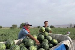 泊舟吃瓜,夏日闲情逸致的生活画卷