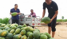 邢台留村吃瓜,夏日炎炎，瓜果飘香，体验乡村田园生活