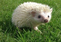 刺猬吃瓜像什么声母,揭秘瓜果间的奇妙声母之谜