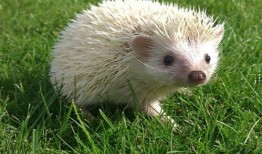 刺猬吃瓜像什么声母,揭秘瓜果间的奇妙声母之谜