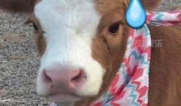 西宁抖音吃瓜,揭秘网红美食背后的故事