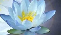 佛系吃瓜派,揭秘当代“佛系”吃瓜文化