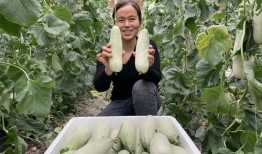 羊角蜜瓜几月吃的,羊角蜜瓜最佳食用月份揭秘