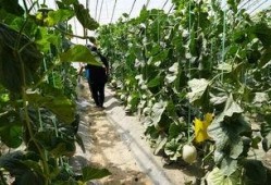 金牛湖吃瓜视频,揭秘网红美食背后的故事