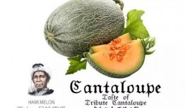 崽圈吃瓜营销号,揭秘娱乐圈背后的那些事儿