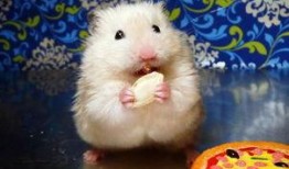 仓鼠吃兰瓜,探寻仓鼠饮食新风尚