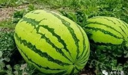 吃瓜吃好瓜,尽享吃瓜好时光