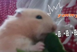 乖乖崽吃瓜,揭秘娱乐圈幕后故事