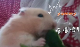 乖乖崽吃瓜,揭秘娱乐圈幕后故事