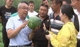 吃瓜加州博士,揭秘加州美食与生活方式的奥秘