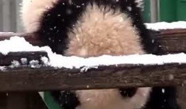 吃瓜小熊爱豆,吃瓜小熊的娱乐圈爱豆揭秘之旅