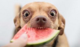 狗貉吃瓜么,揭秘动物界的“吃瓜”现象