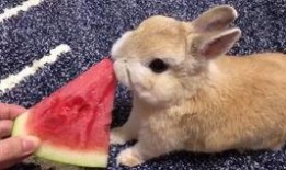 吃瓜兔子精,揭秘神秘仙界的美食传奇