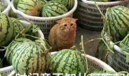 青藤选择吃瓜模式,揭秘吃瓜模式的绿色生活新风尚