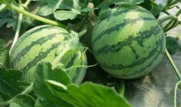 有人在吃瓜图片大全,盘点那些让人捧腹大笑的吃瓜瞬间