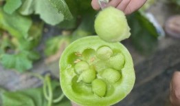 玉菇瓜冻着吃,夏日清凉美食新体验