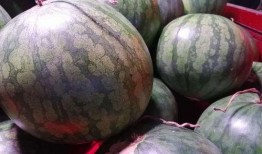 有人在吃瓜图片大全,盘点那些让人捧腹大笑的吃瓜瞬间