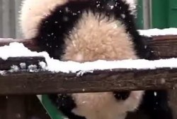 困熊吃瓜,揭秘熊界美食传奇