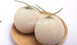 哈密瓜网纹瓜例假可以吃吗,经期女性适宜食用的美味佳果