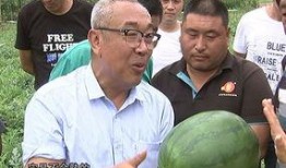 吃瓜加州博士,揭秘加州美食与生活方式的奥秘